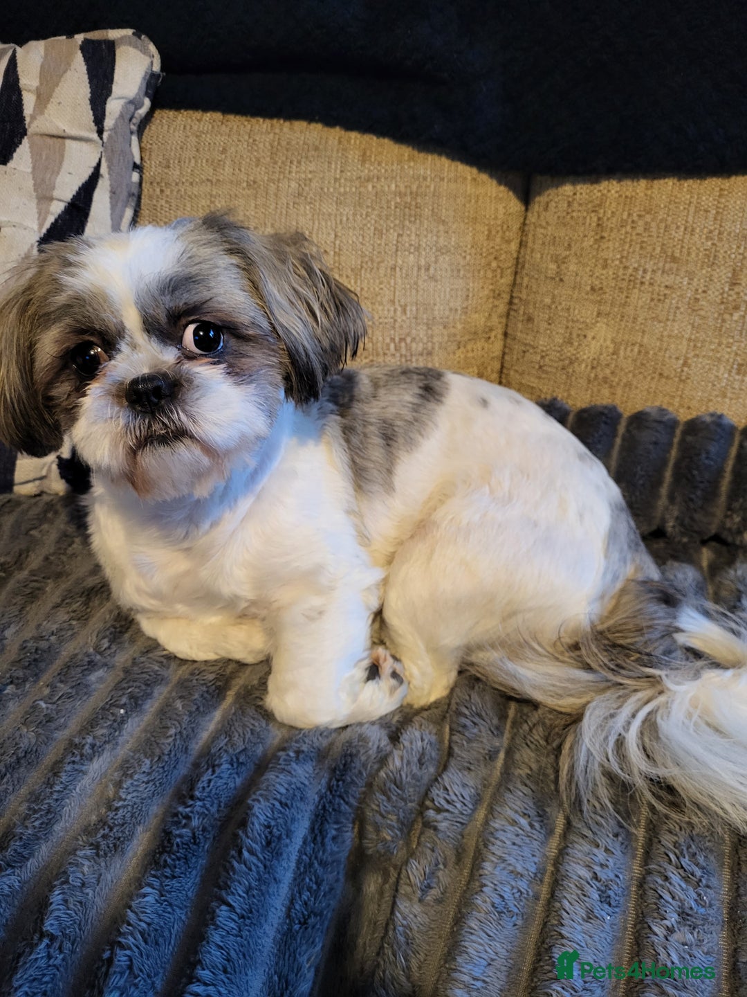 Jack Russell Shih Tzu Jack Russell Terrier And Shih Tzu Mix Clearance