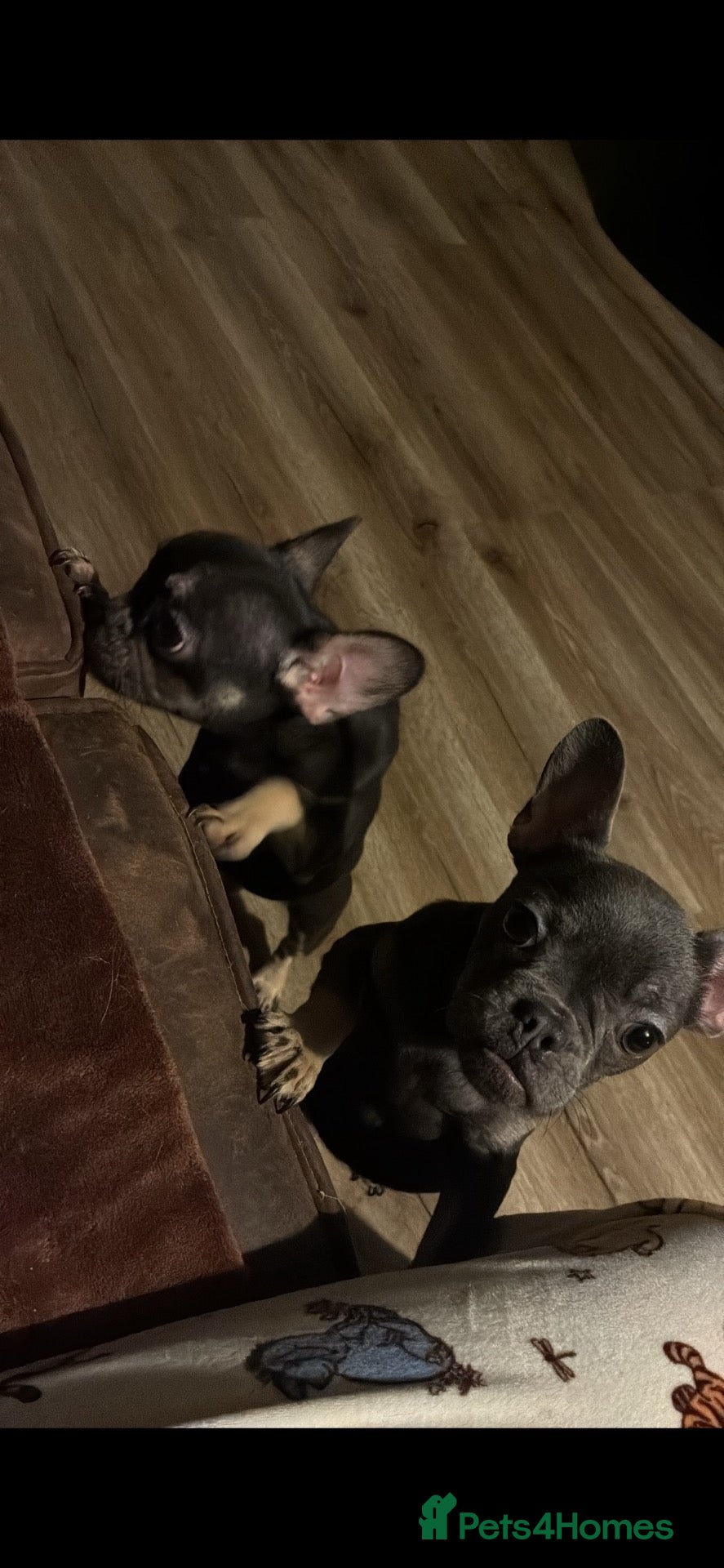 French Bulldog dogs for sale: 2 pedigree french bulldog girls  - Advert 4