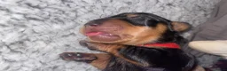 Miniature Dachshund dogs for sale: 3 beautiful girls  - Advert 27
