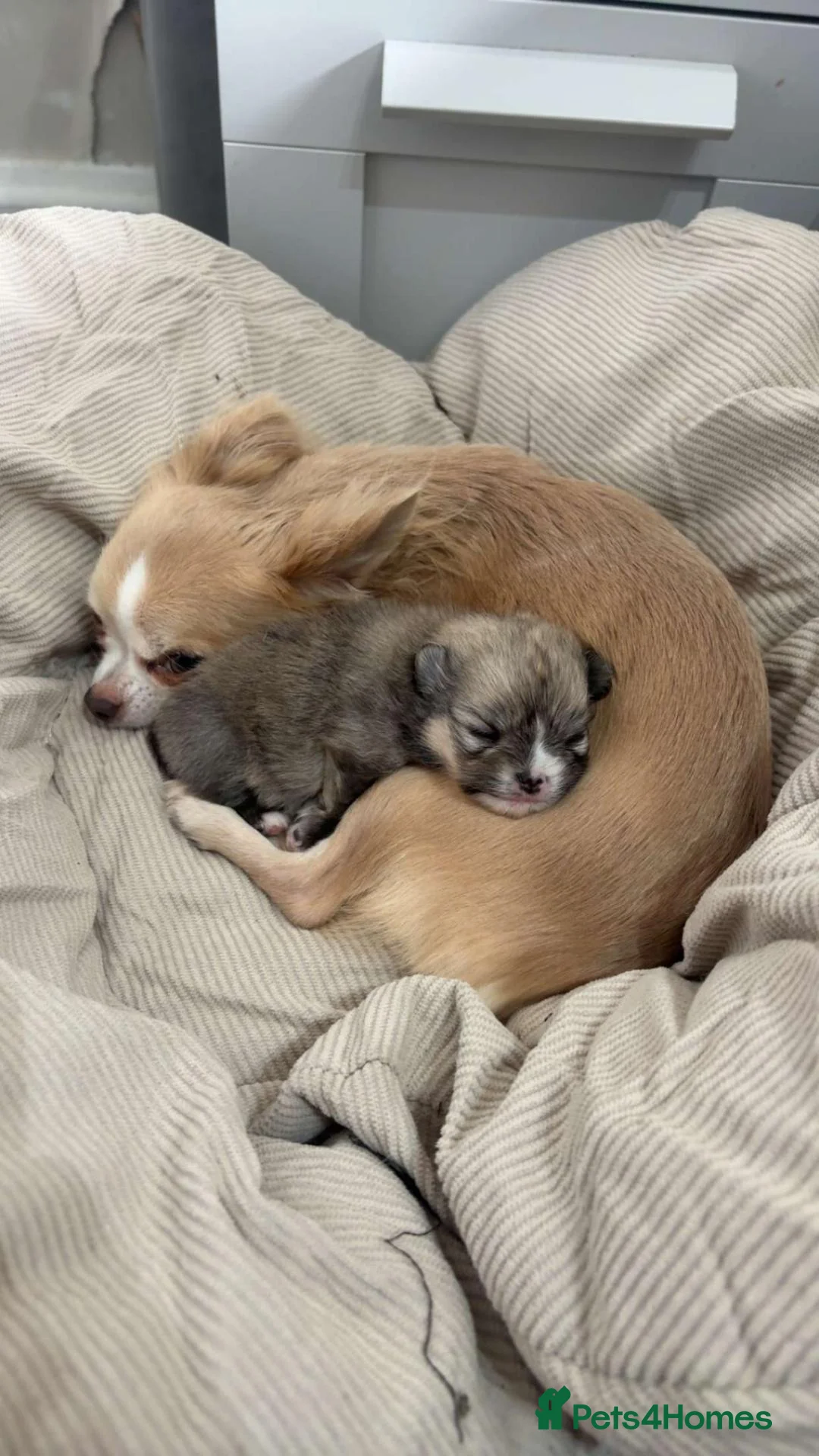 Pomchi dogs for sale: Beautiful Pomchi Female - Advert 2