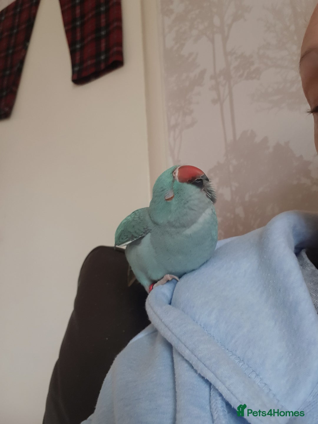 Parrots birds for sale: Indian ringneck - Advert 5