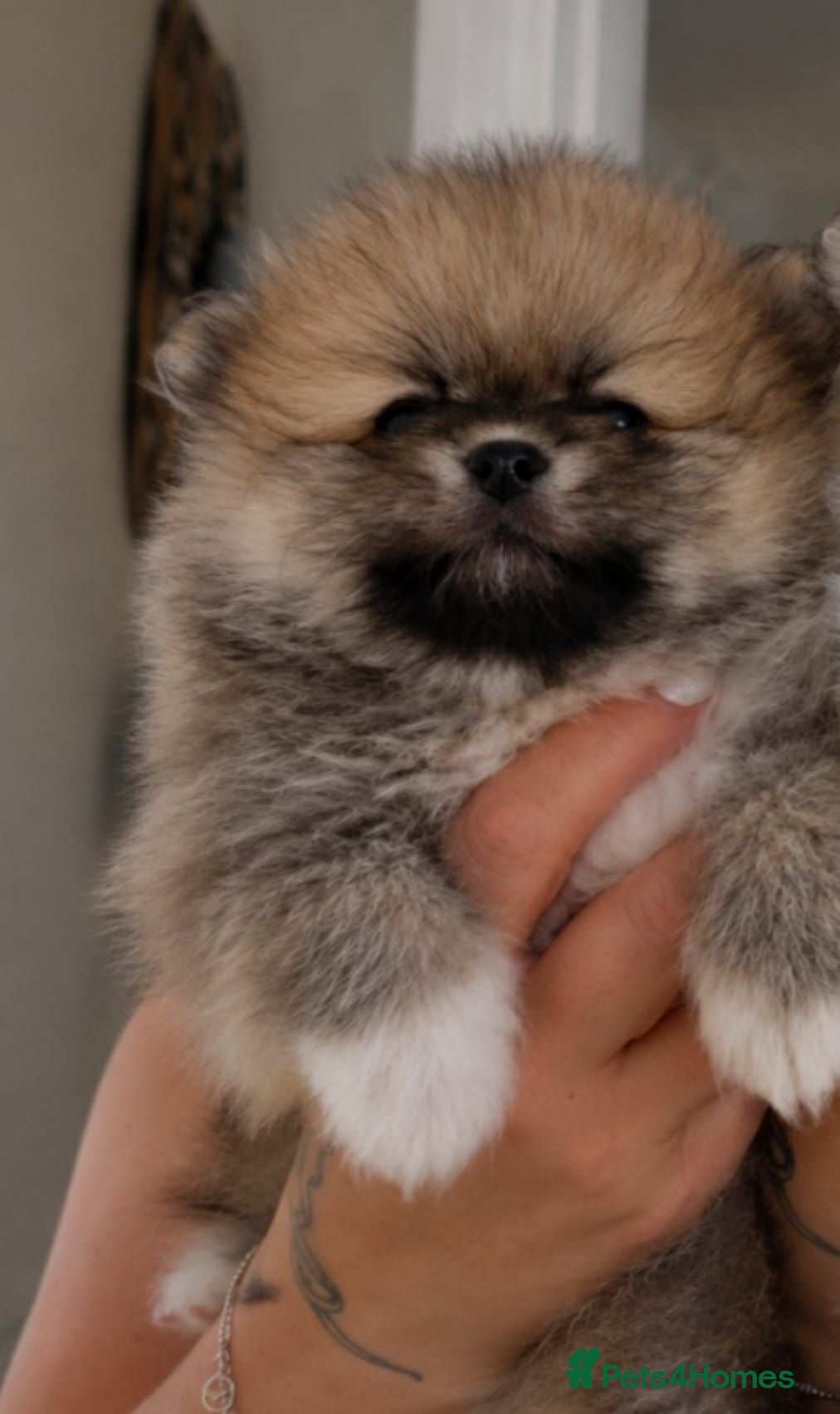 Pomeranian dogs Now only 3 teddy bears! 🐾 🐾 🐾  - Advert 2