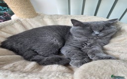 Scottish Fold cats for sale: Scottish fold - Image 2
