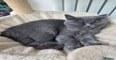 Scottish Fold cats - Advert 4