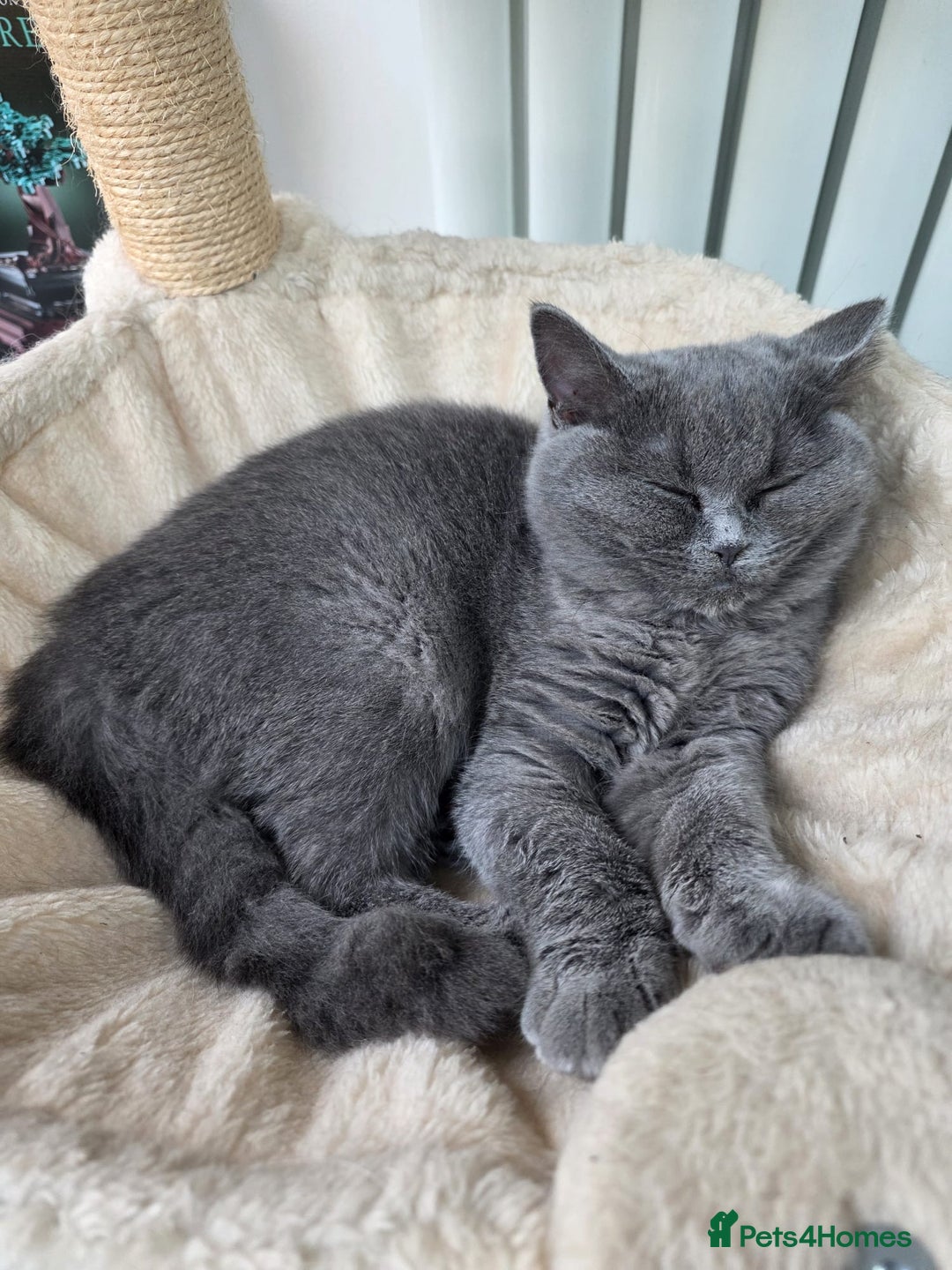Scottish Fold cats for sale: Scottish fold - Image 2