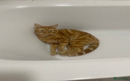 British Shorthair cats for sale: 2 cats for rehoming - Image 3