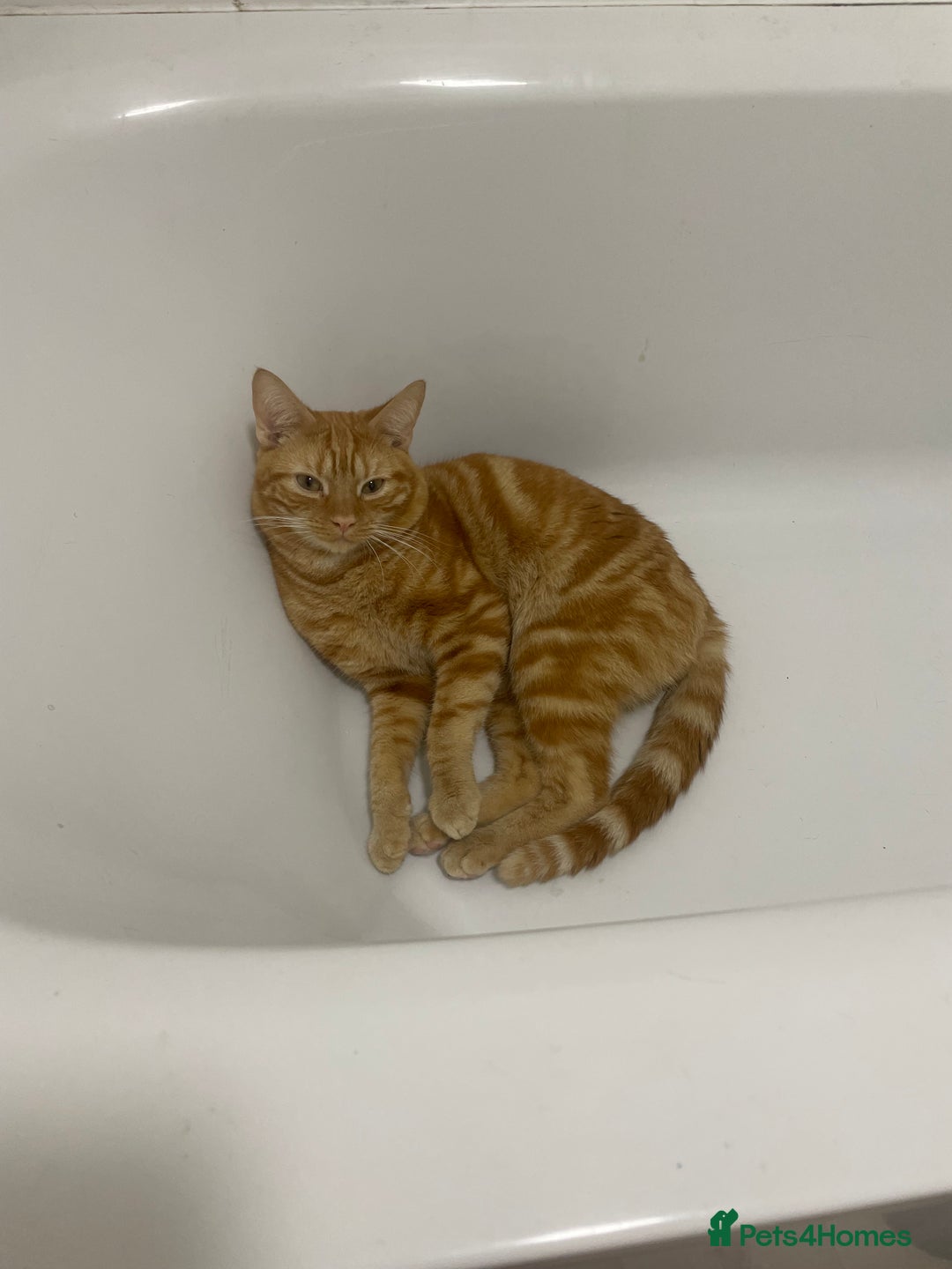 British Shorthair cats for sale: 2 cats for rehoming - Image 3