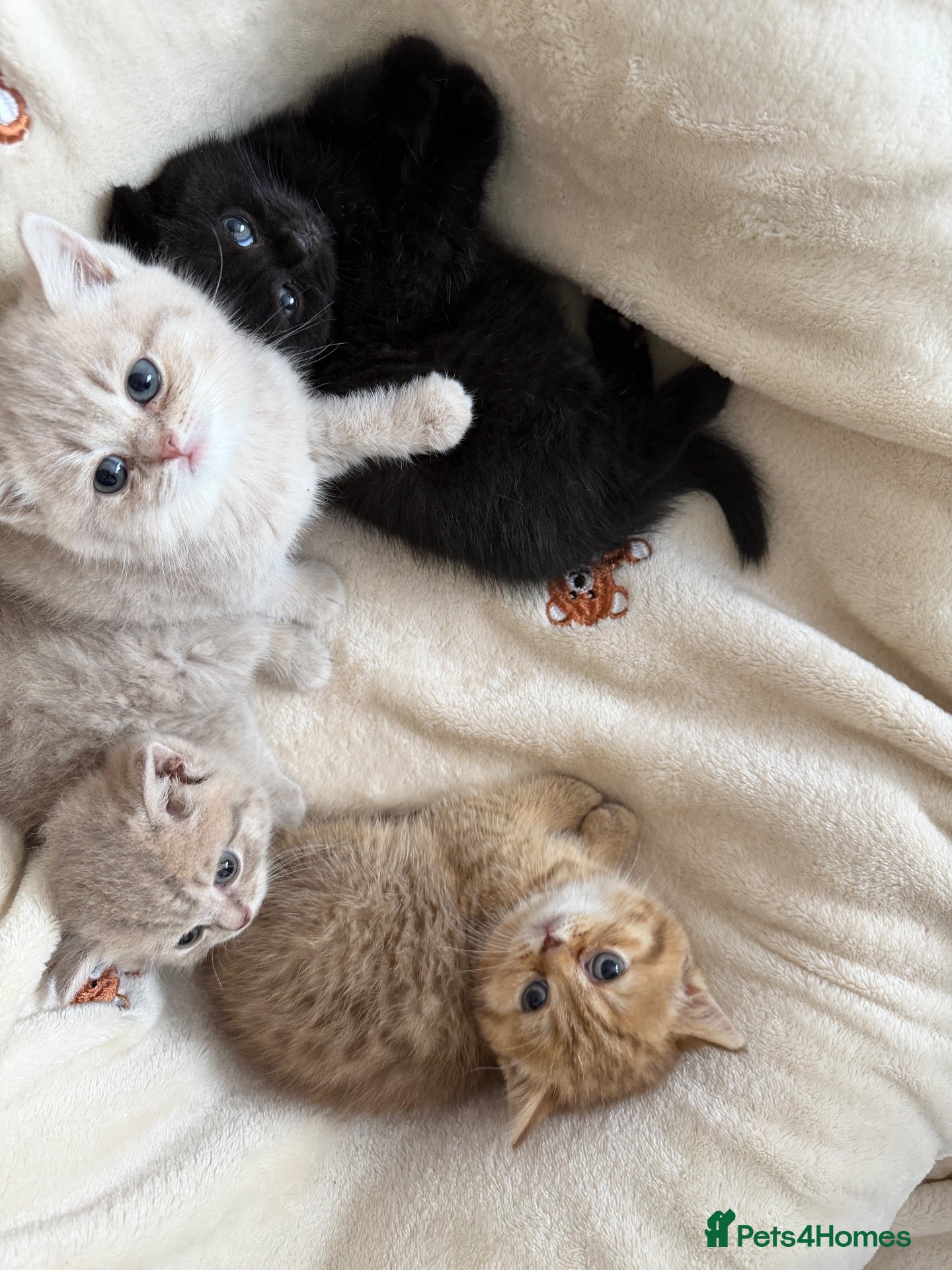 Scottish Fold cats Exceptional litter of Scottish fold/ straight😍😍 - Advert 1