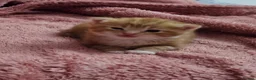 Domestic Shorthair cats for sale: 2 kittens for sale. in Sheffield - Advert 21