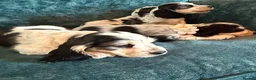 Cocker Spaniel dogs for sale: Amazing 5 Star KC Show Cocker Spaniels - Advert 16