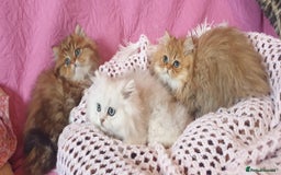 Persian cats for sale: 💖Beautiful Pedigree Chinchilla Persian Kittens. - Advert 20