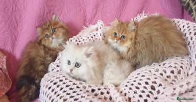 Persian cats 💖Beautiful Pedigree Chinchilla Persian Kittens. - Advert 14