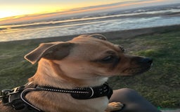 Jug dogs for stud: Archie  - Image 4