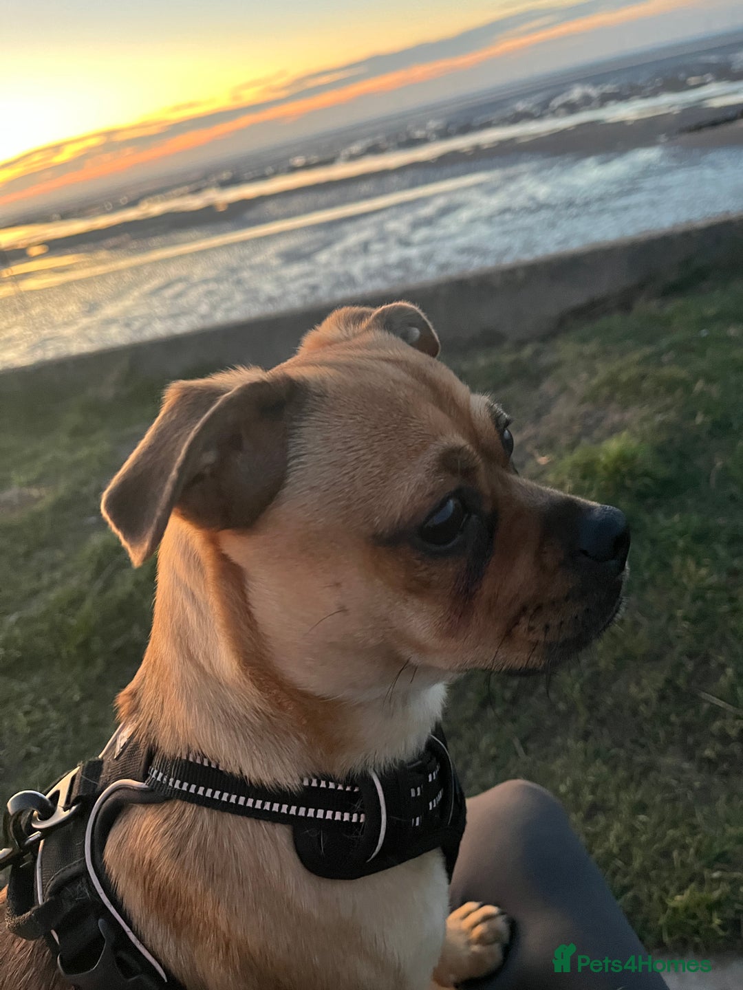 Jug dogs for stud: Archie  - Image 4