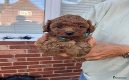Toy Poodle dogs for sale: Two beautiful toy poodles  - Image 5