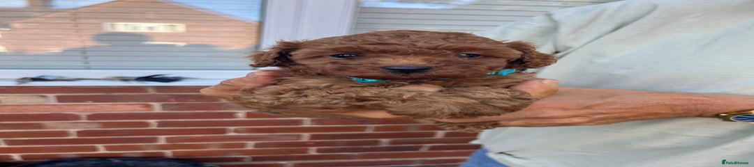 Toy Poodle Puppy 2