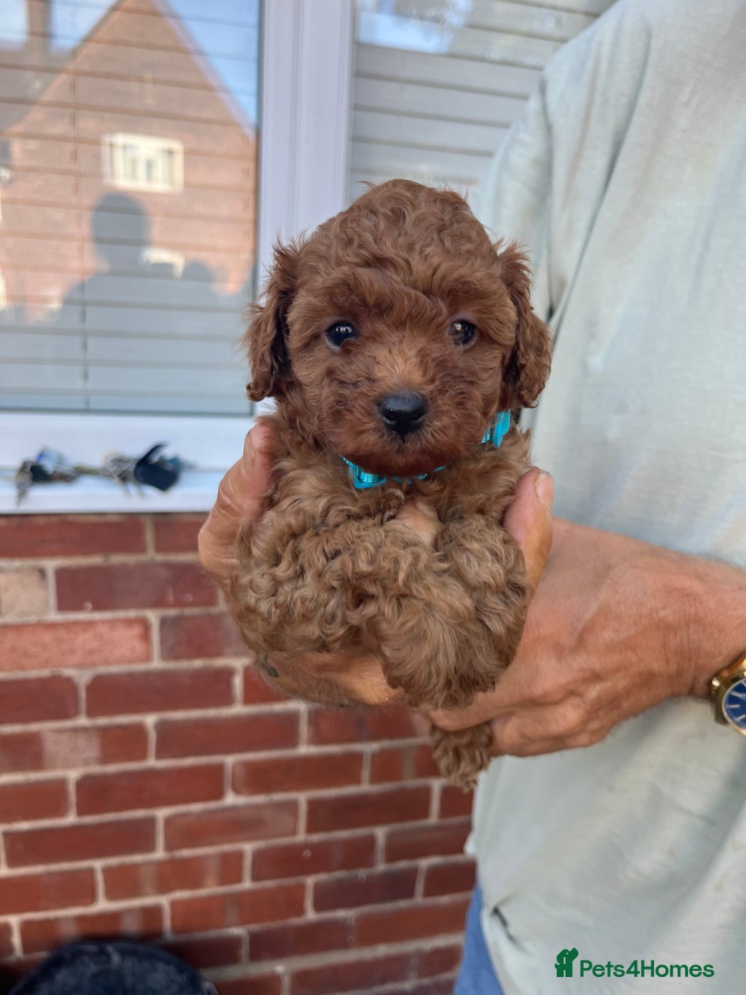 Toy Poodle dogs for sale: Two beautiful toy poodles  - Image 5