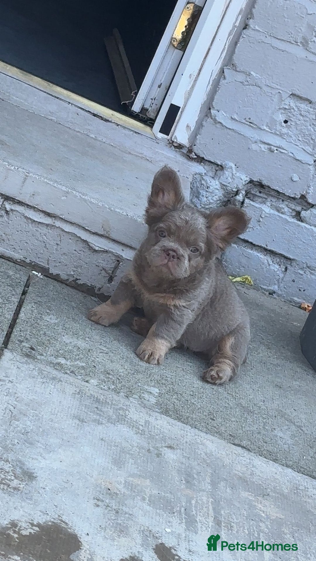 French Bulldog dogs for sale: Teddy bear floodle  - Image 1