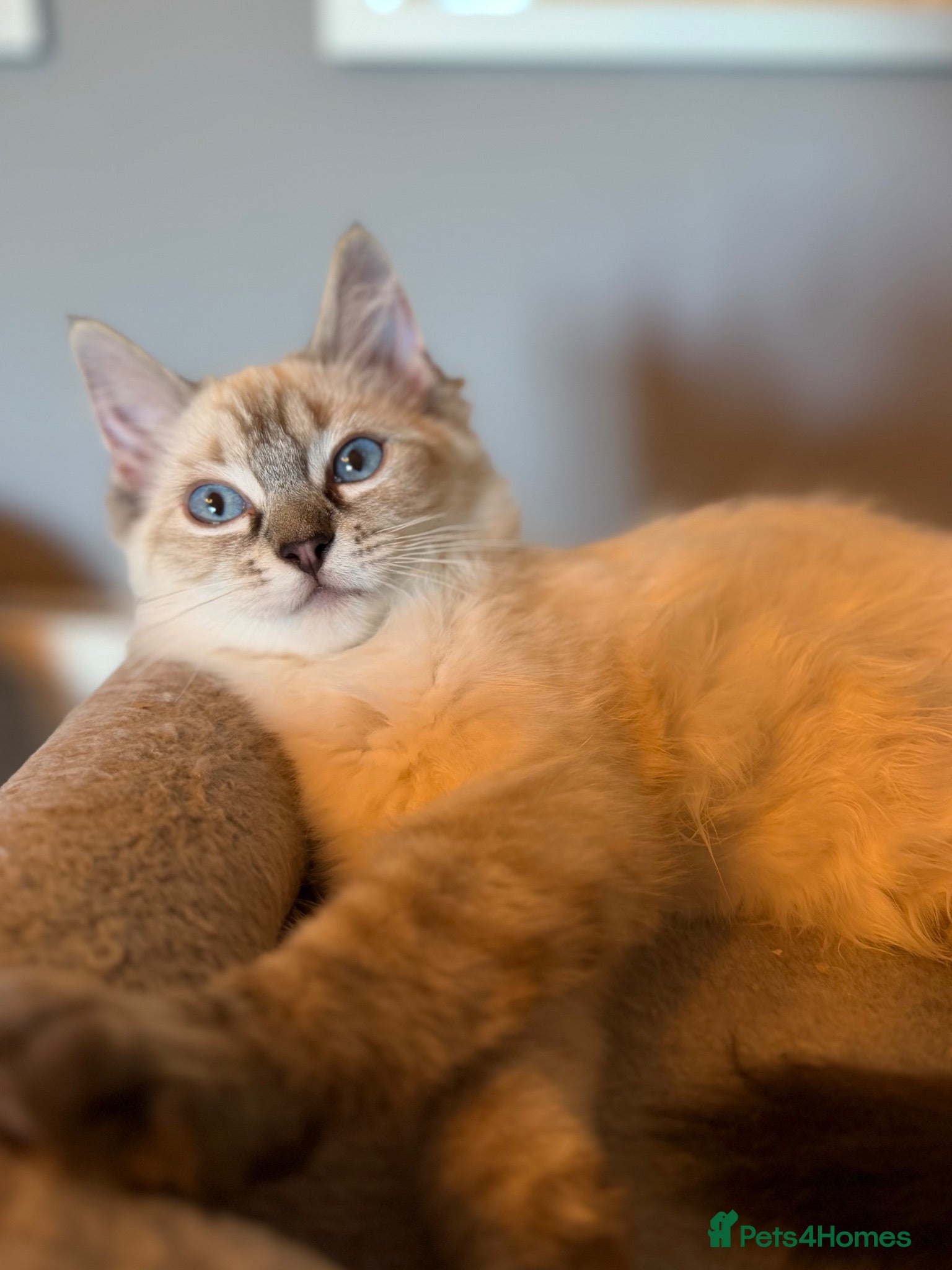 Ragdoll cats 💖 Stunning Ragdoll Kittens GCCF LAST ONE (Girl) - Advert 2