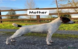 Mixed Breed dogs for sale: Parson Russell Jack Russell Hybrid Puppy  - Image 8