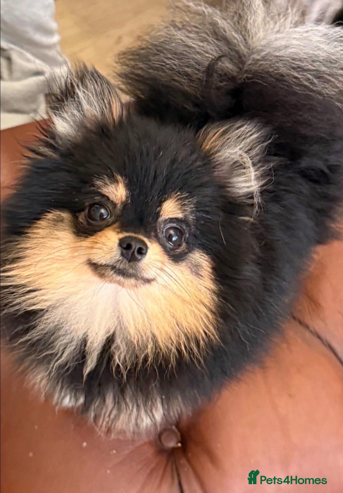 Pomeranian dogs stunning tiny 1.2kg pom stud boy  - Advert 11