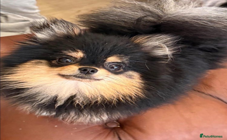 Pomeranian dogs - Advert 3