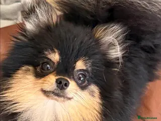 Pomeranian dogs stunning tiny 1.2kg pom stud boy - Advert 11