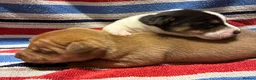 Jack Russell dogs for sale: 2 beautiful female Jack Russell puppies - Advert 3