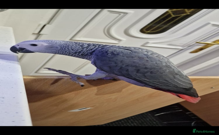 Budgerigars birds - Advert 2