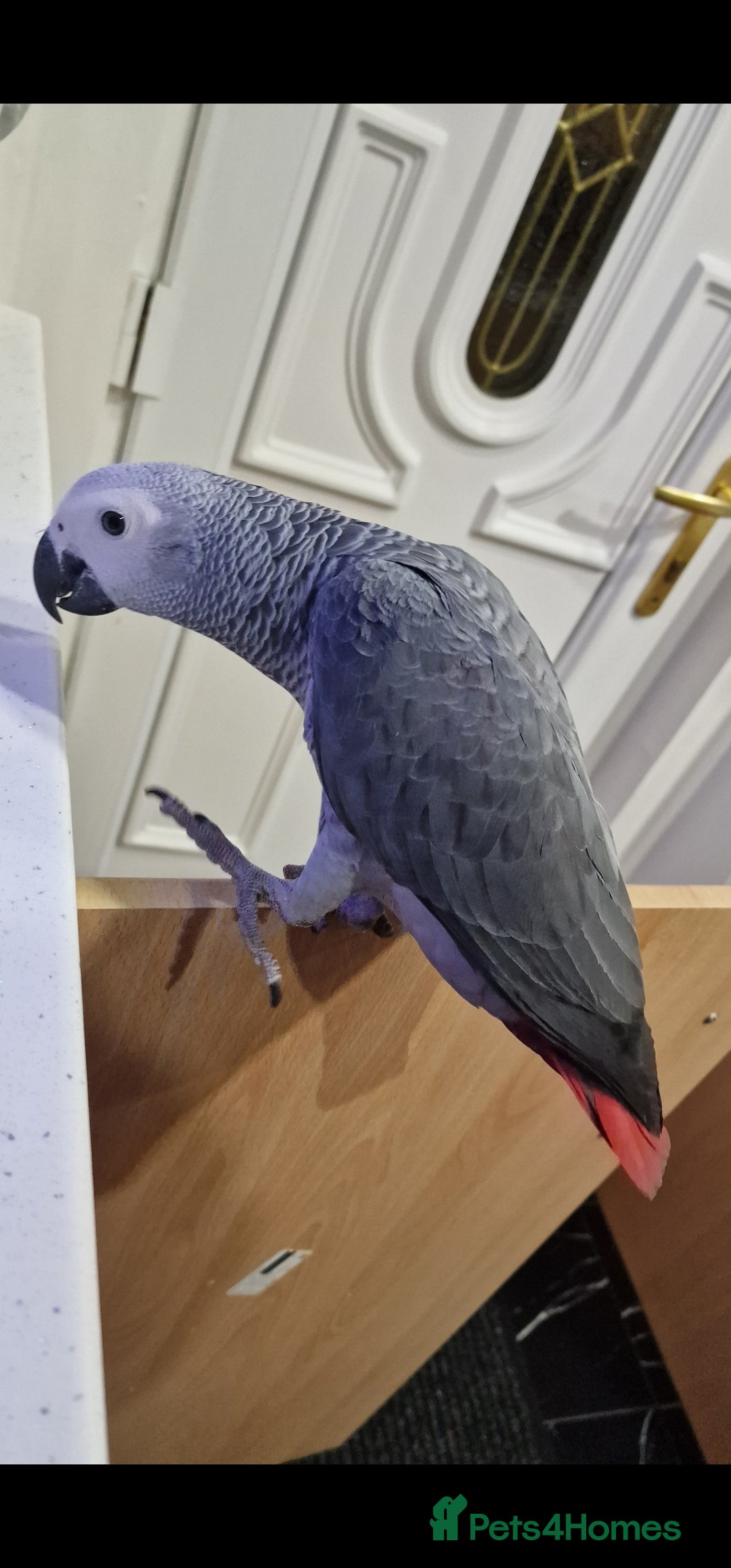 Budgerigars birds for sale: Baby African Grey Full Set Up! - Image 1