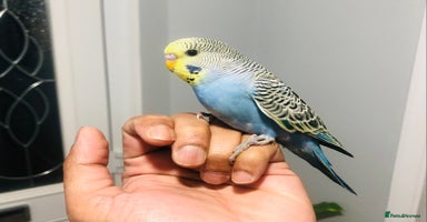 Budgerigars birds - Advert 13