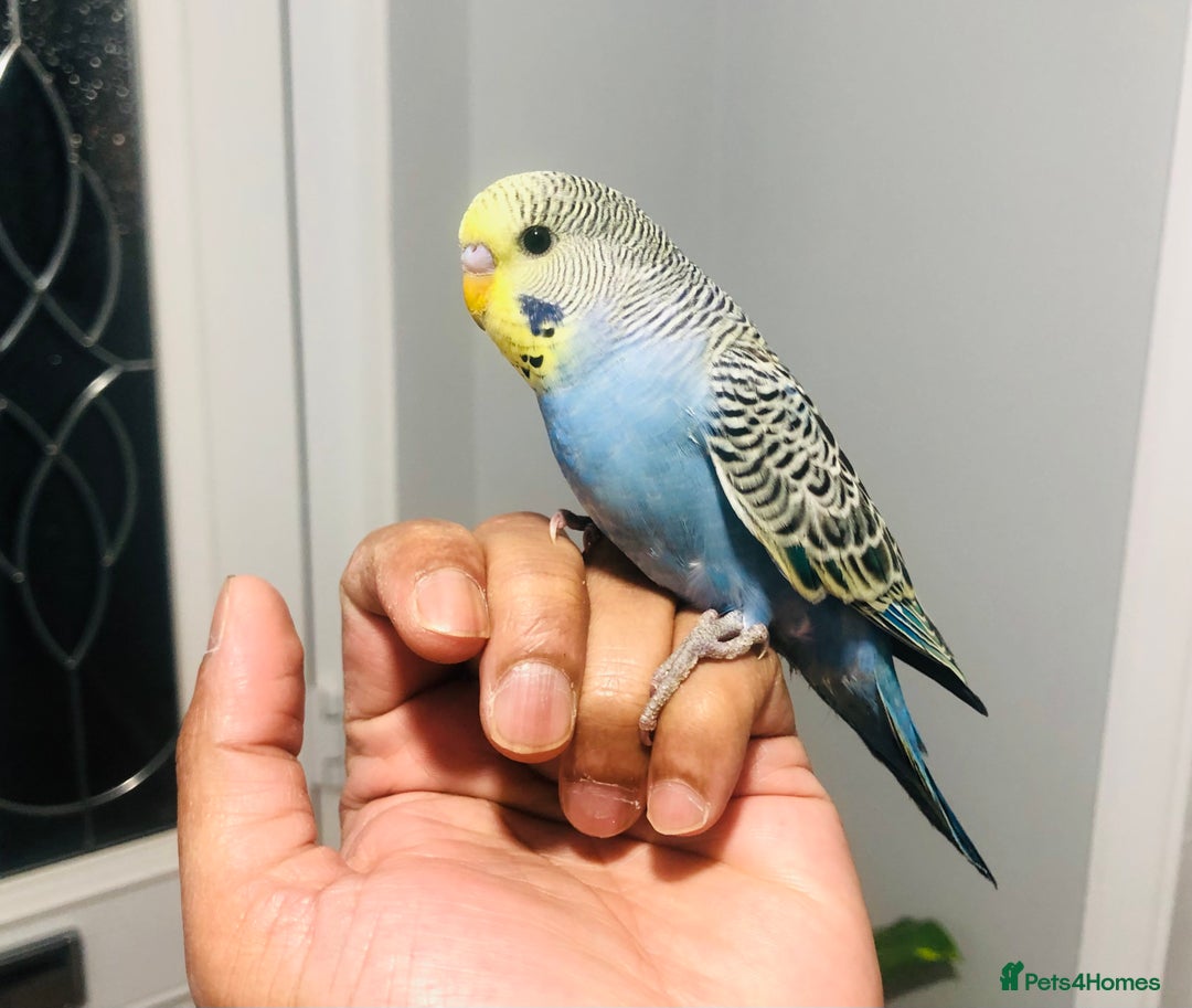 Budgerigars birds for sale: Beautiful baby budgies for sale. - Image 3