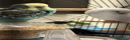 Budgerigars birds for sale: Two lovely budgies  - Advert 10