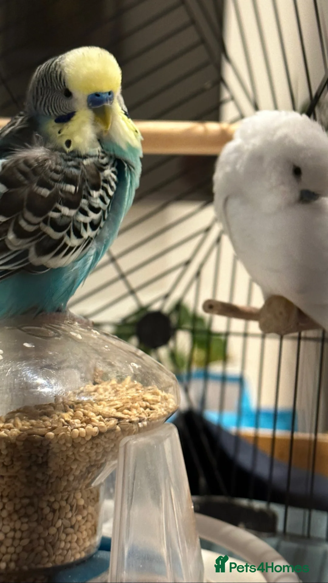 Budgerigars birds for sale: Two lovely budgies  - Advert 10