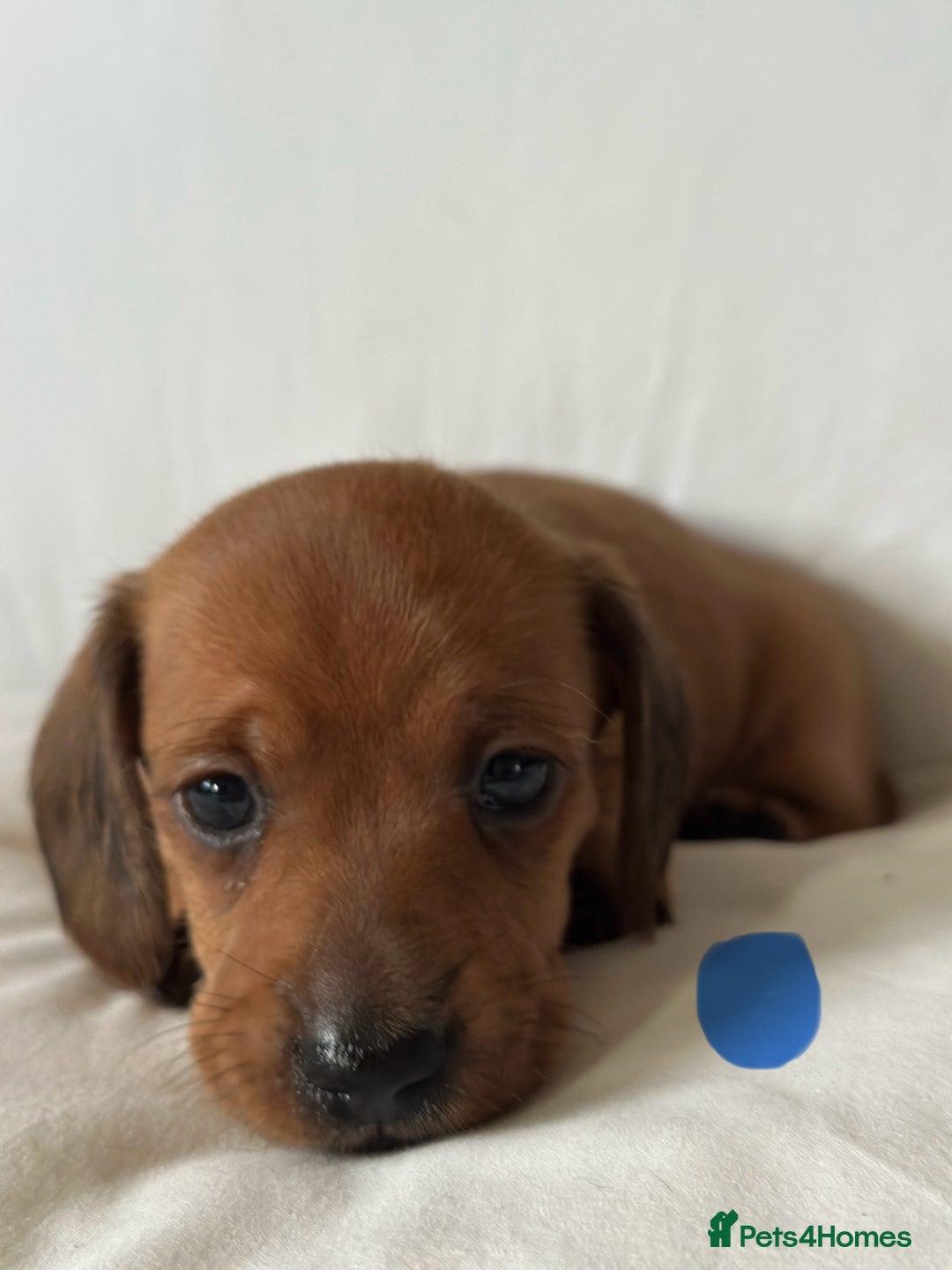 Miniature Dachshund dogs for sale: KC  miniature Daschund last - Advert 4