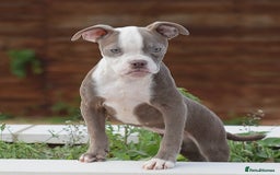 Old Tyme Bulldog dogs for sale: 5⭐️RATED, LICENSED. 23 YEARS EXPERIENCE  - Image 5