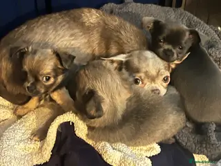 Chihuahua dogs Adorable Chihuahuas 💕❤️ - Advert 2