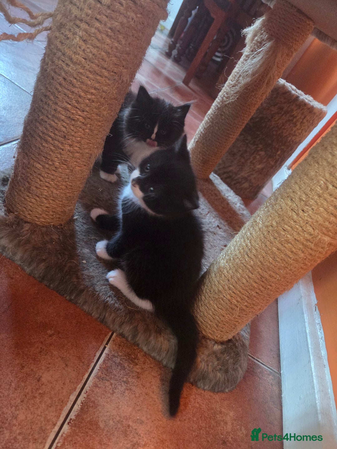 Maine Coon cats for sale: Stunning maincoon cross kittens  - Image 18