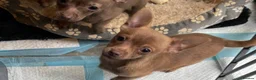 Chihuahua dogs for sale: Chihuahua Puppy For Sale  in Horsham - Advert 5