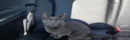 Asian cats for sale: Beautiful kittens  - Advert 1