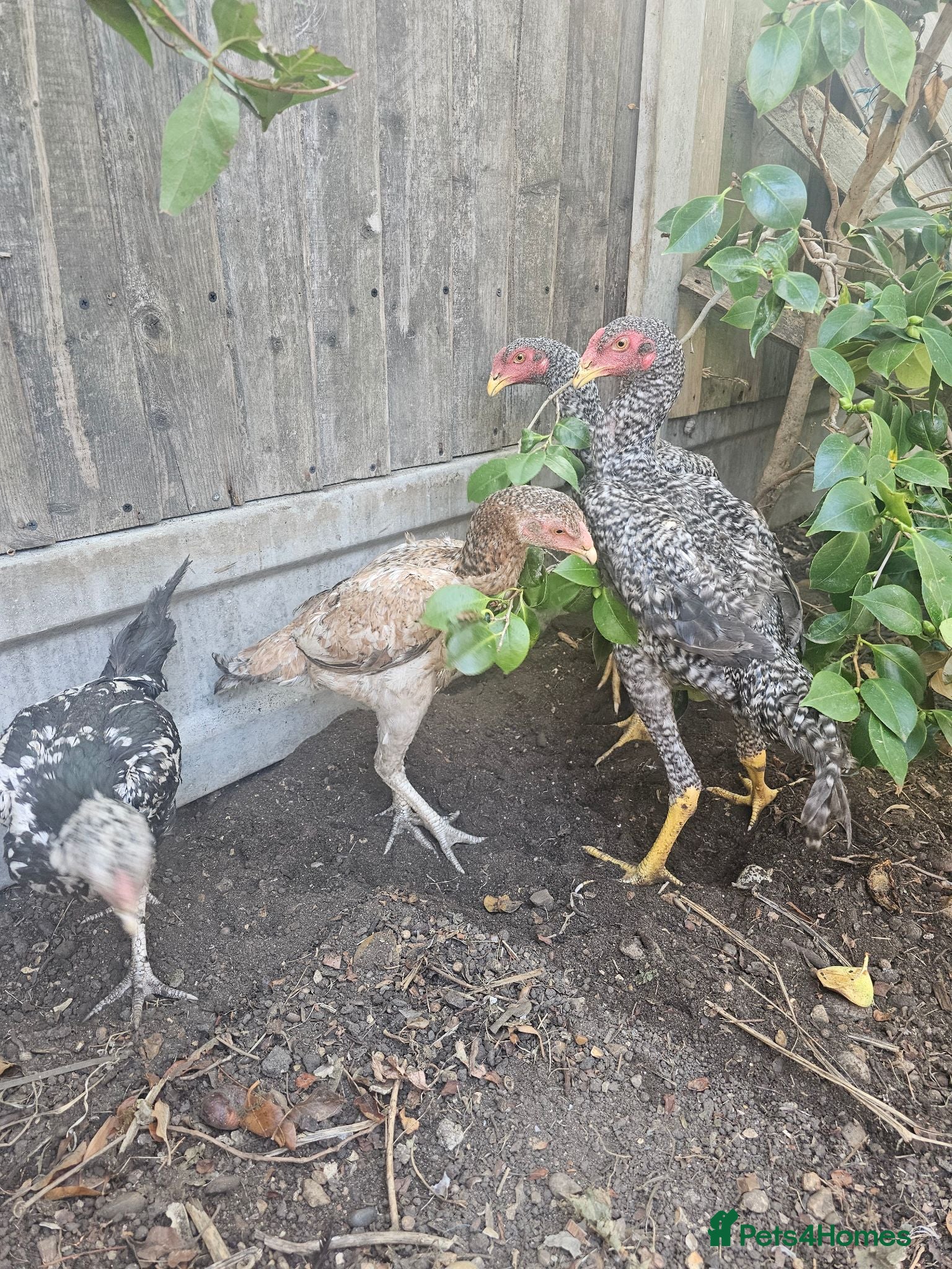 Chickens poultry  Beautiful Asil & Shmo breed - Advert 1
