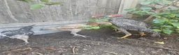 Chickens poultry for sale:  Beautiful Asil & Shmo breed in London - Advert 1