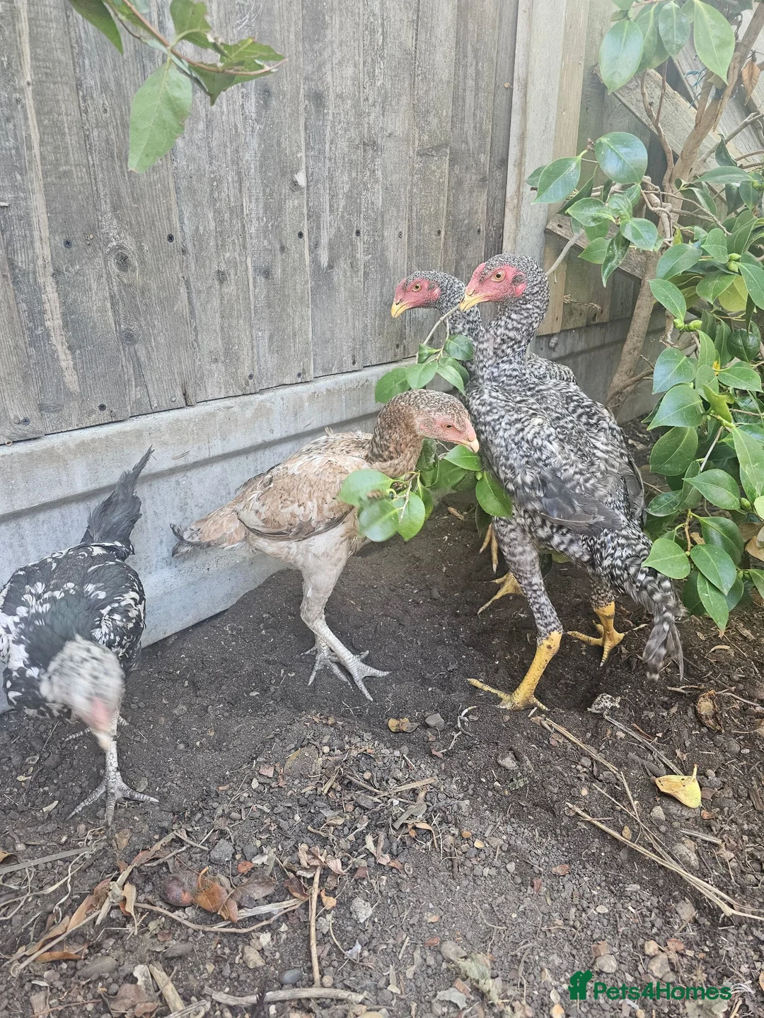Chickens poultry for sale:  Beautiful Asil & Shmo breed in London - Advert 1