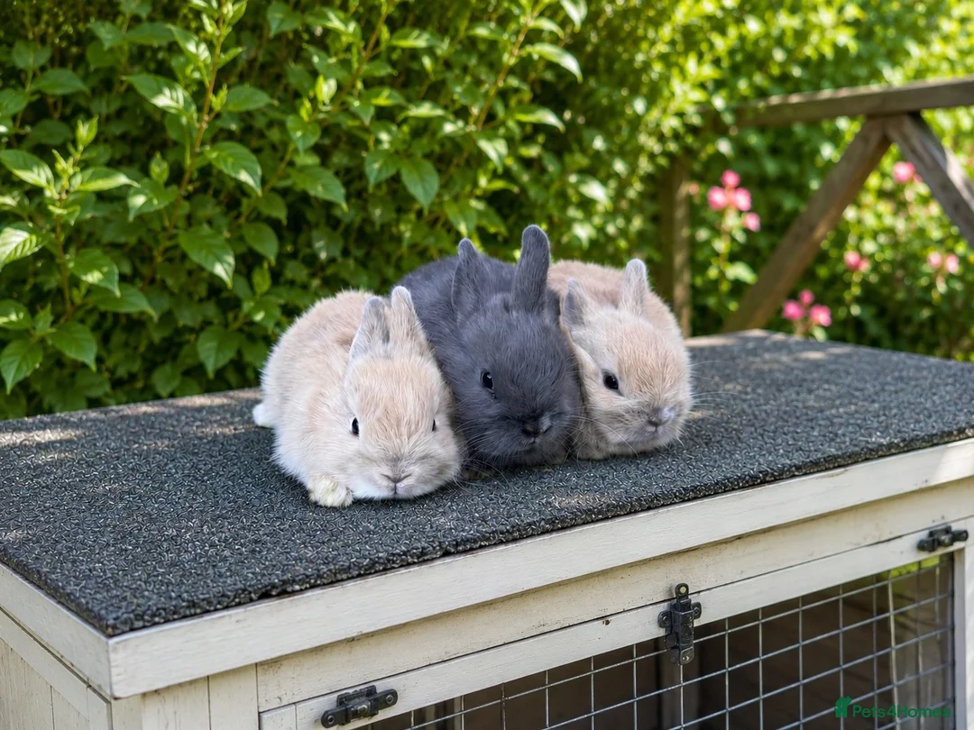 Netherland Dwarf rabbits for sale: ❤️ Beautiful Pure Netherland Dwarf Baby Bunnies ❤️ - Advert 4