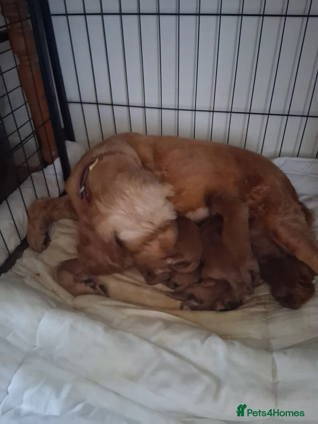 Cockapoo dogs for sale: Lady cockerpoos  - Advert 1
