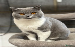 British Shorthair cats for stud: Stunning Blue & White Bicolour for Stud  - Image 1