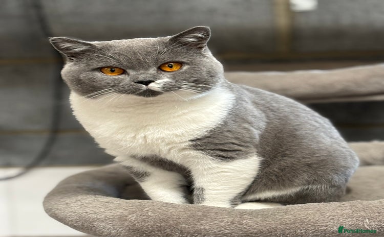 British Shorthair cats - Advert 17