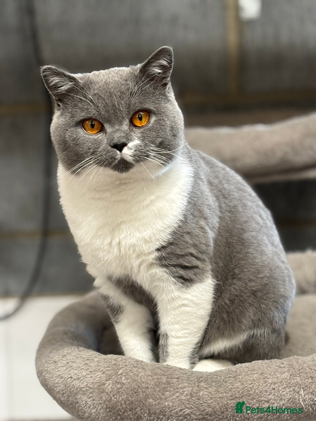 British Shorthair cats for stud: Stunning Blue & White Bicolour for Stud  - Image 1
