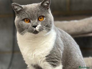 British Shorthair cats - Advert 25