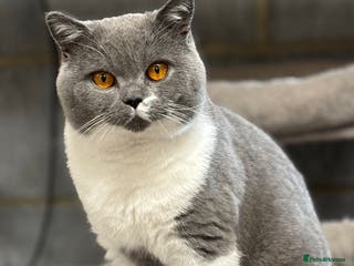 British Shorthair cats Stunning Blue & White Bicolour for Stud - Advert 5